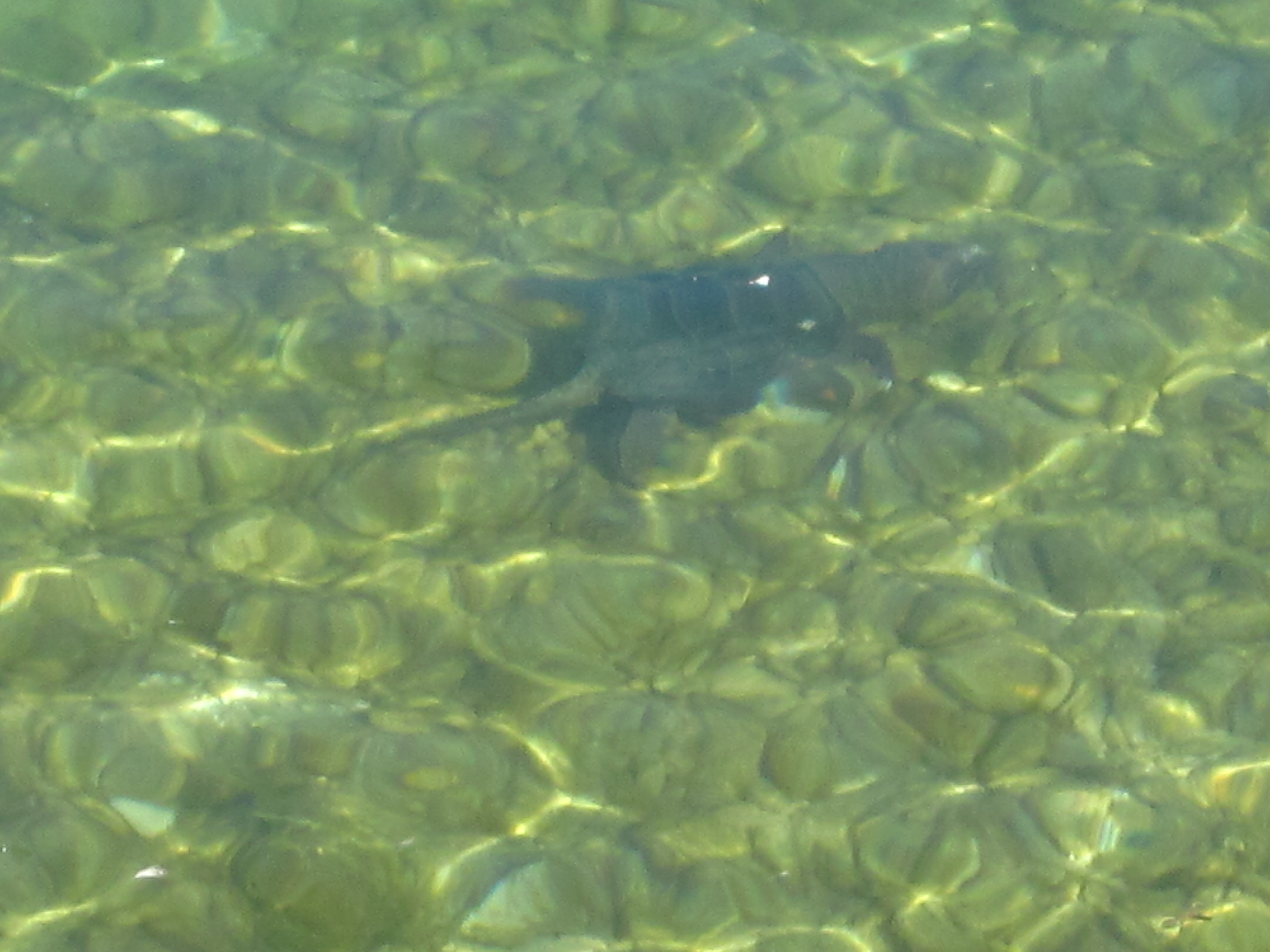 Mackinac Island snapping turtle swimming by Great Turtle Kayak Tours HQ